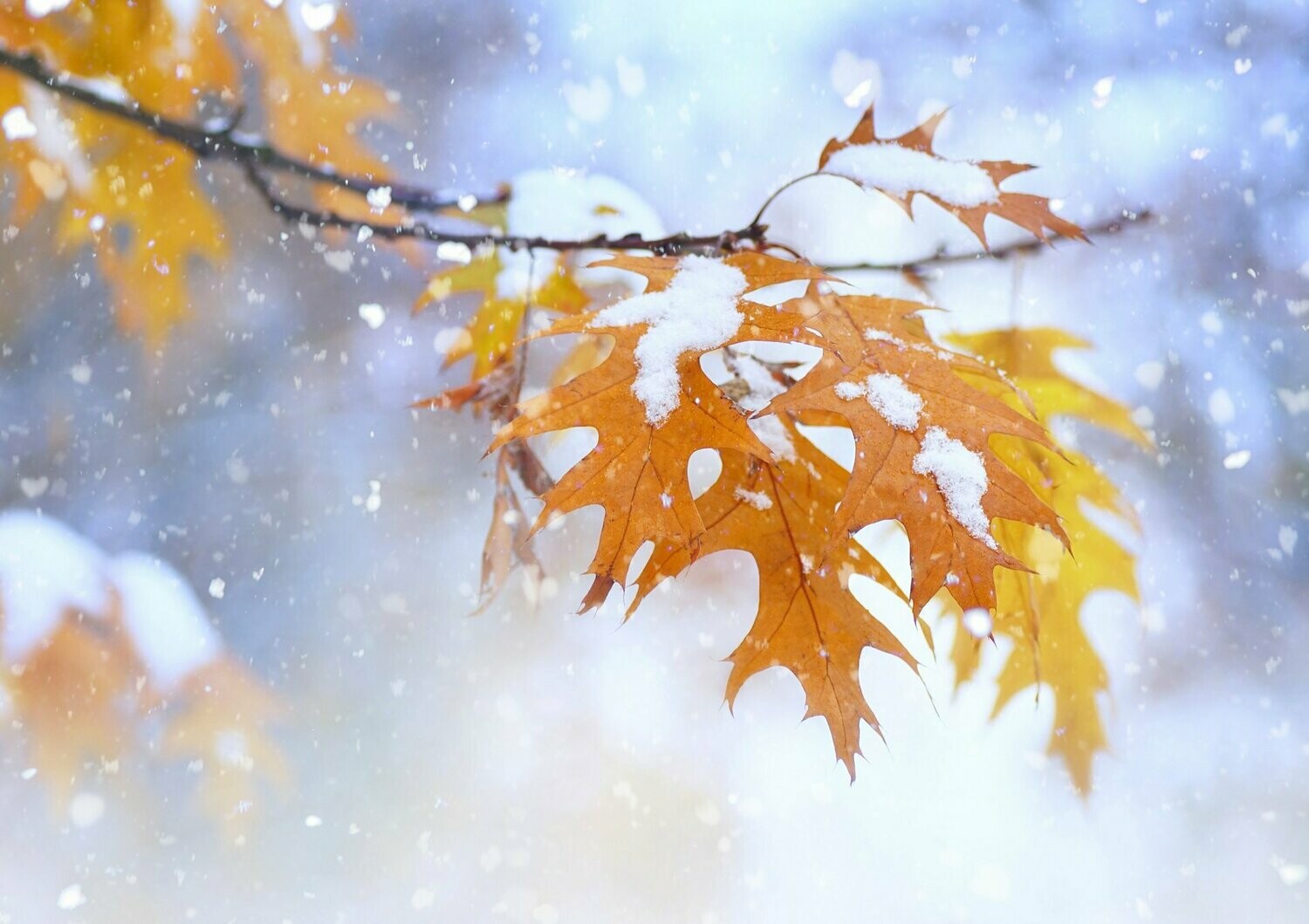 The Brief & Narrative Therapy 5-Day Certificate Program - Fall/Winter
