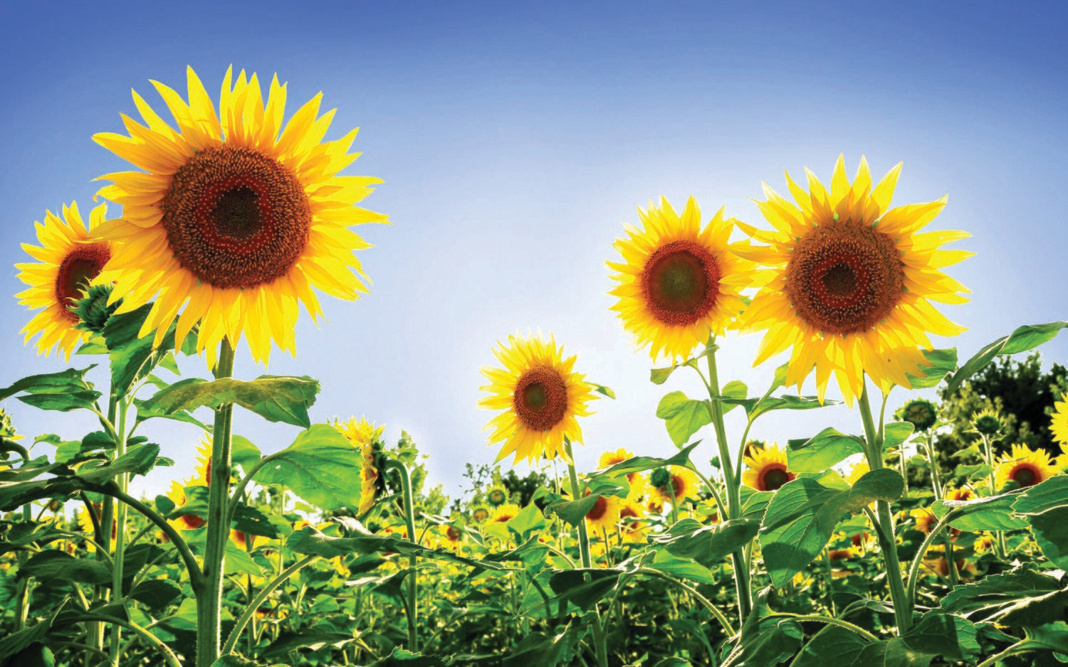 The Brief & Narrative Therapy Summer Intensive