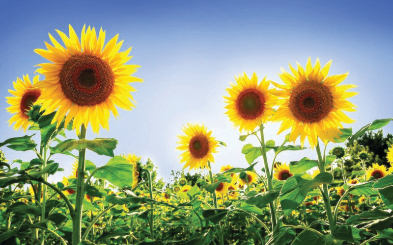 The Brief & Narrative Therapy Summer Intensive Program The Brief & Narrative Therapy Summer Intensive Program