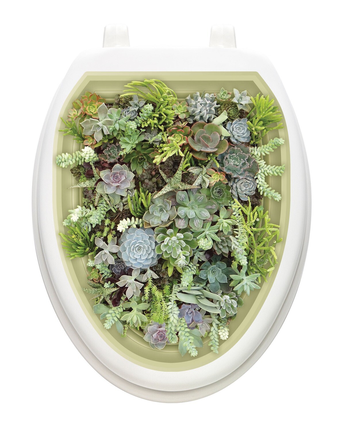 Succulents