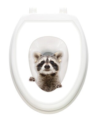 Raccoon