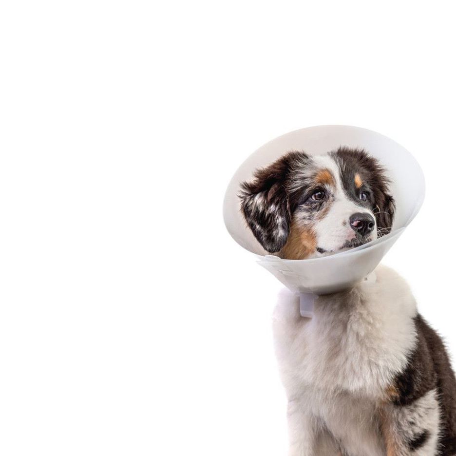 PIVETAL - Lock-Rite Fit E-Collar, Size: 7.5cm