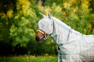 HORSWARE - Fly Mask Newmarket