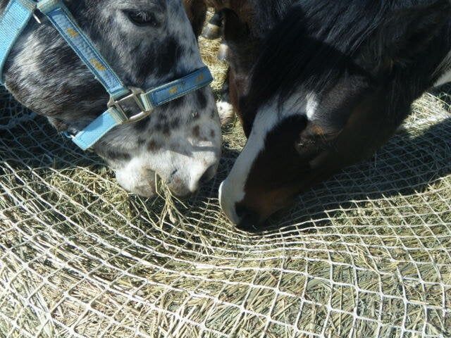 BALE BUDDY - Slowfeed Haynet, Size: Small