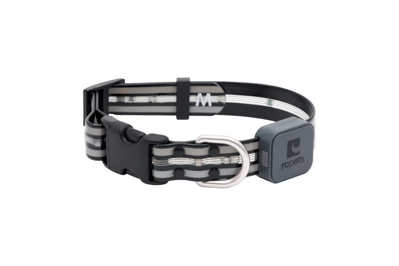 RC PETS - Nova LED Light Collar, Size: Medium