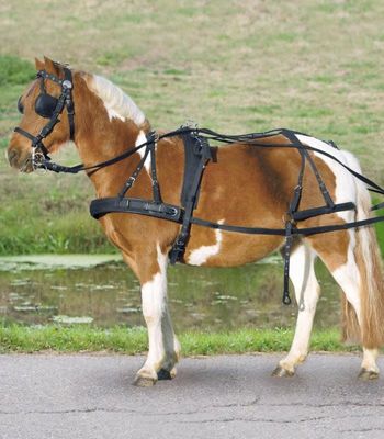 Canadian Saddle - Synthetic harness