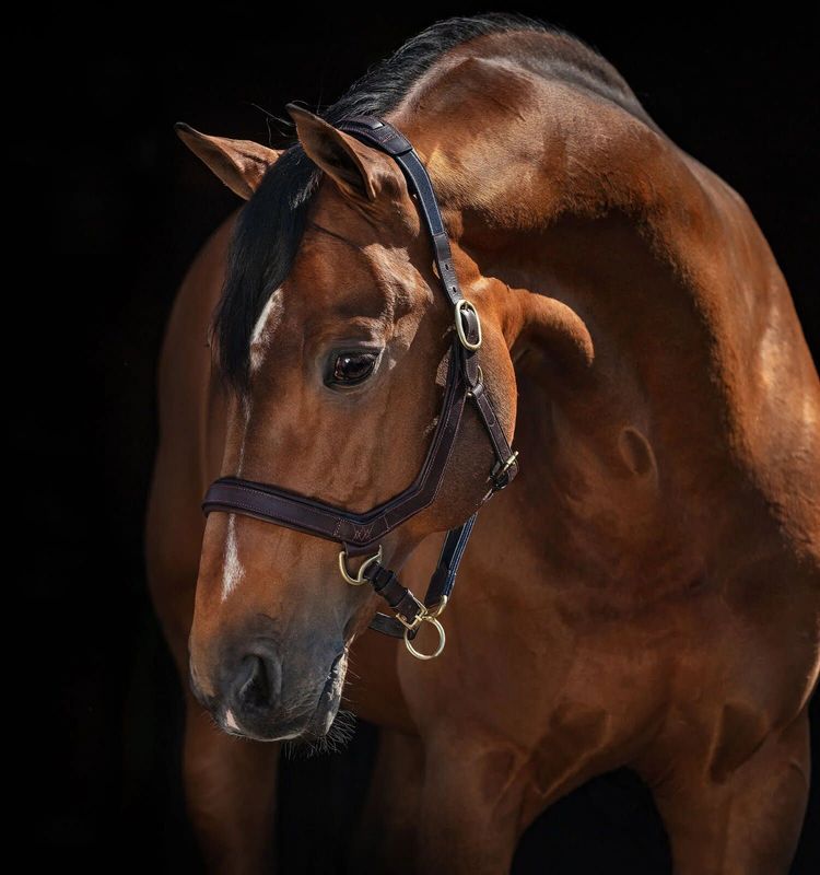 HORSEWARE - Rambo Micklem Headcollar