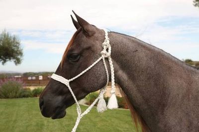 PROFESSIONAL&#39;S CHOICE - Cowboy Braided Rope Halter