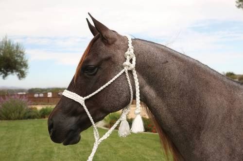 PROFESSIONAL&#39;S CHOICE - Cowboy Braided Rope Halter