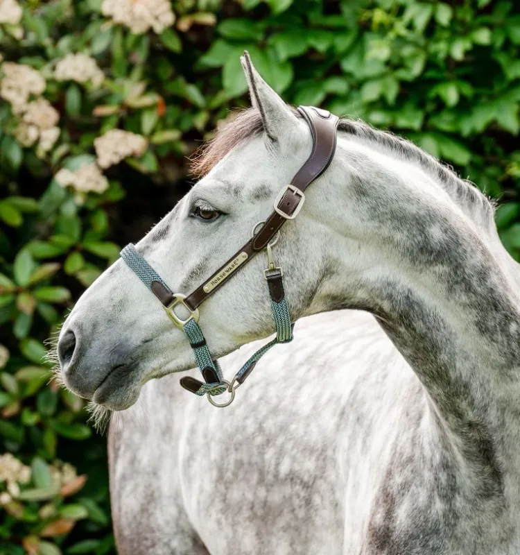 HORSEWARE - Blue Haze Signature Braided Headcollar