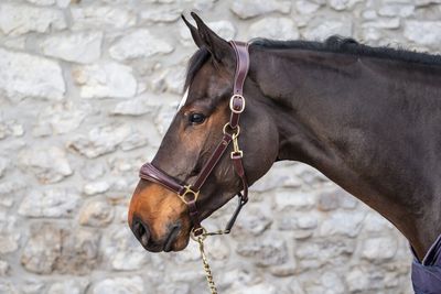 DY&#39;ON - D Collection Leather Head Collar