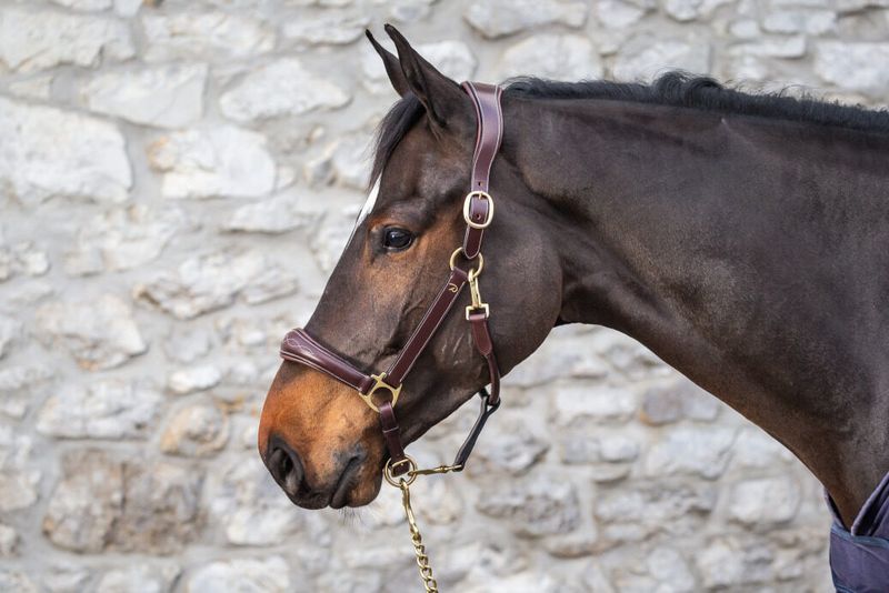 DY&#39;ON - D Collection Leather Head Collar
