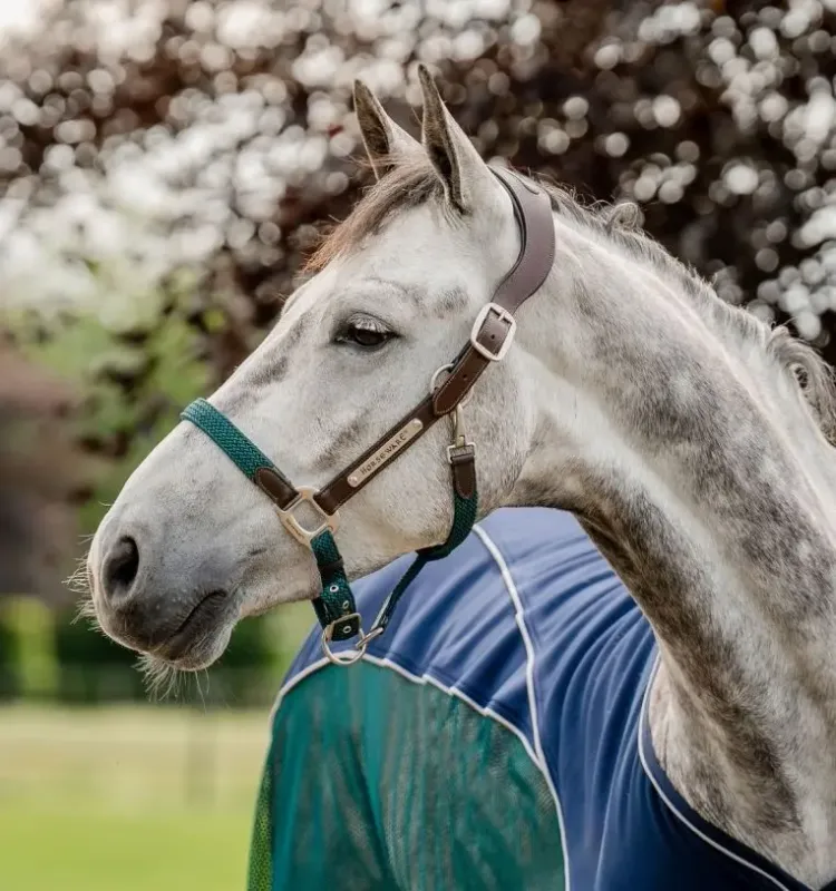 HORSEWARE - Hunter Green Signature Braided Headcollar