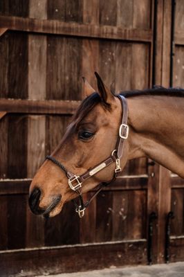 KENTUCKY HORSEWEAR - Brown Leather Rope Halter