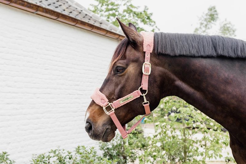 KENTUCKY HORSEWEAR - Old Rose Teddy Fleece Halter