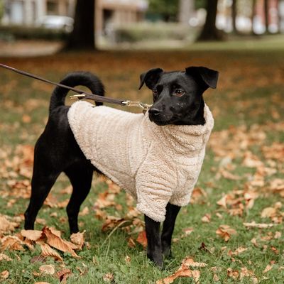 KENTUCKY DOGWEAR - Sweater Teddy Fleece Beige