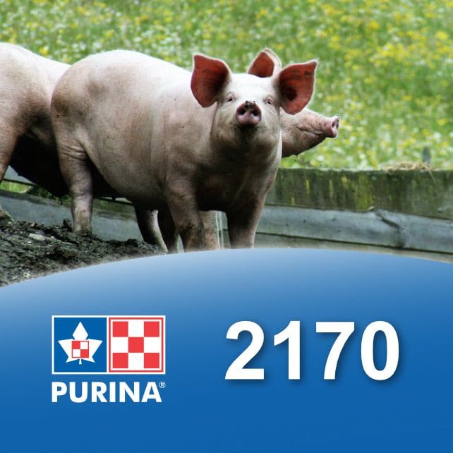 2170 - Grower and starter pig