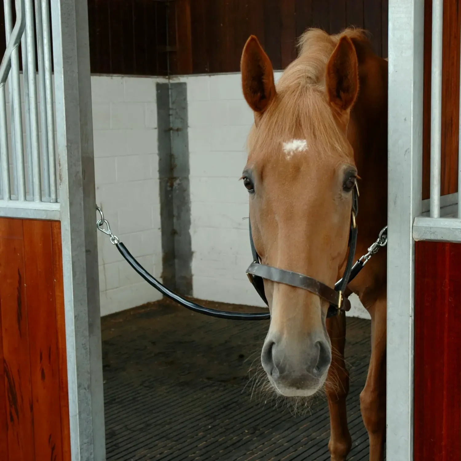 Horze Chaîne De Box Caoutchoutée – 130 Cm – Attache Robuste Et Confortable Pour Cheval