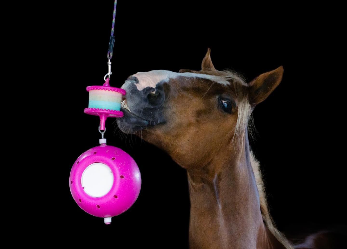 Boredom Breaker Likit - Support pierre cheval - Likit - Le Paturon