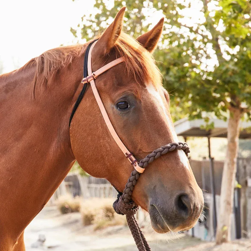 Cheval | Brides & mors | Bridons sans mors | WAHL Equestre