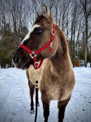 Support De Cheval Weaver Taille Moyenne, Couleur Orange, état Correct