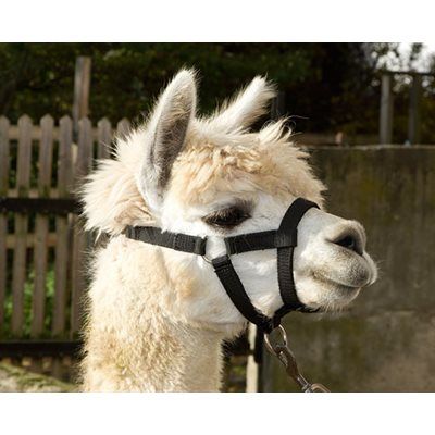 MATÉLEVAGE - Adjustable nylon halter for Alpaca, Color: Noir