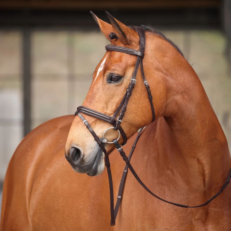 SHIRES EQUESTRIAN - Bridle Avignon Louisville Havana