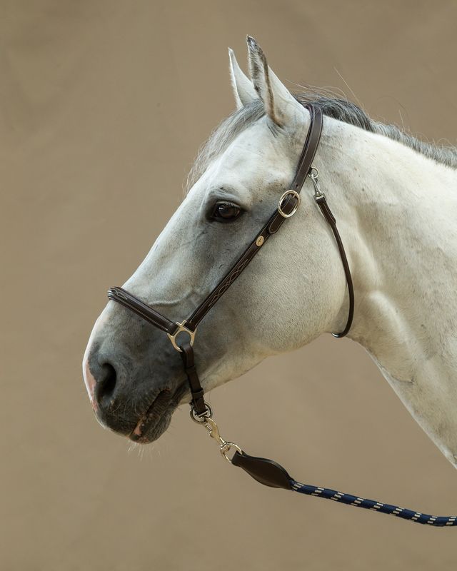DY&#39;ON - Brown Grooming Halter