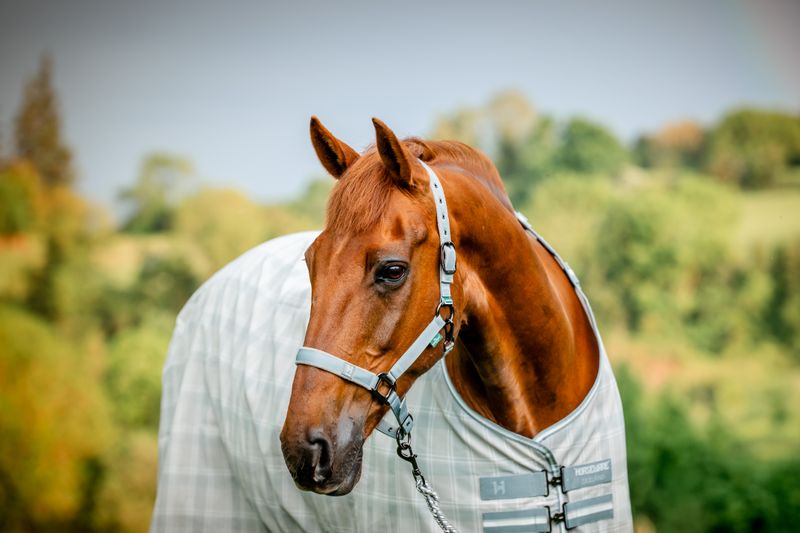 HORSEWARE - Newmarket Fly Sheet