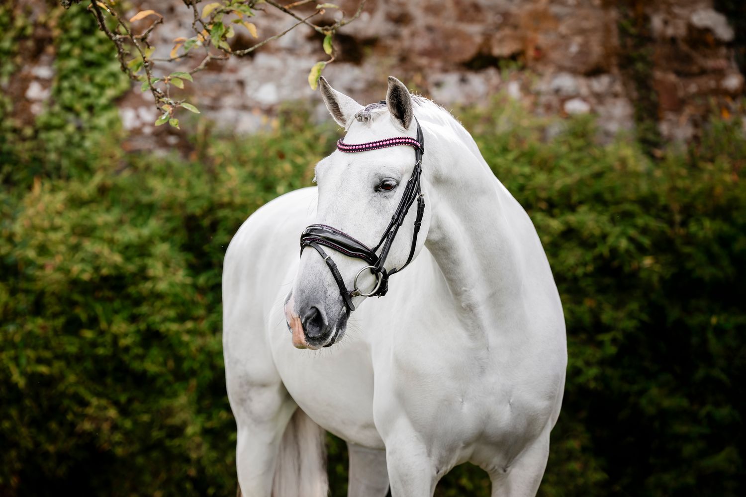 HORSEWARE - Diamante Flash Bridle Black/Pink