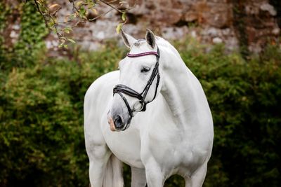 HORSEWARE - Diamante Flash Bridle Black/Pink