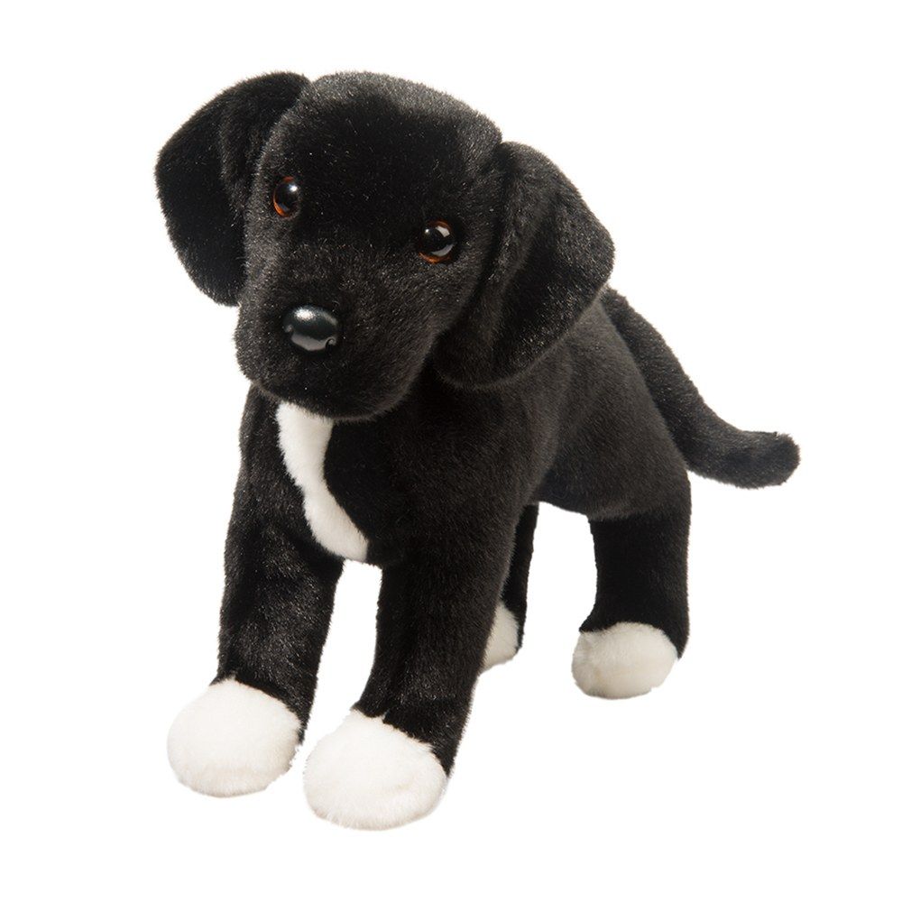 DOUGLAS - Twister the Black Lab/Pit Bull Mix, Size: 11''