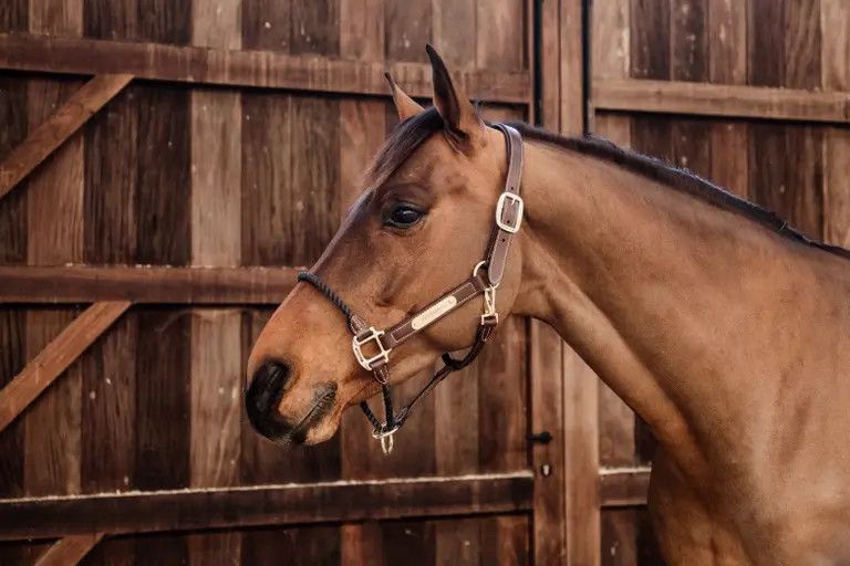KENTUCKY HORSEWEAR - Brown Leather Rope Halter, Size: Cob