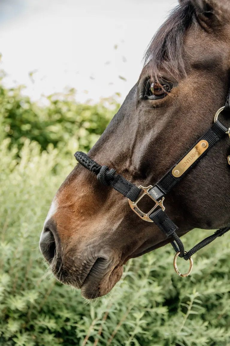 KENTUCKY HORSEWEAR - Black Control Halter, Size: Full