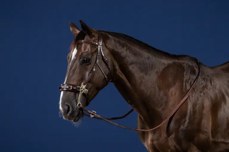 DY&#39;ON - New English Hackamore Bridle, Color: Brun, Size: Full
