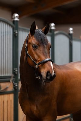 ESKADRON - Headcollar Leather Elegance Black