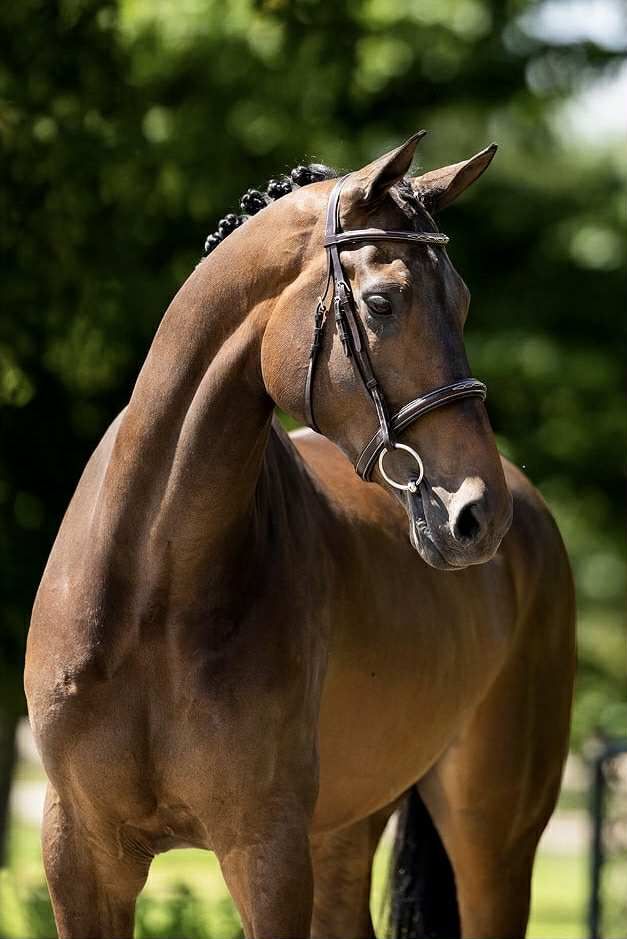 BR EQUESTRIAN - Bridle Hunter Oxford