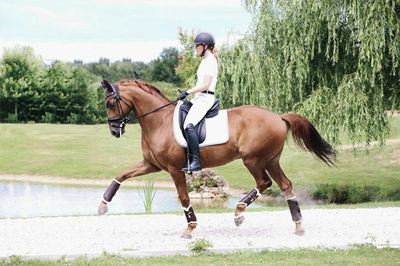 KENTUCKY HORSEWEAR - Brushing Boots in Leather Front Brown