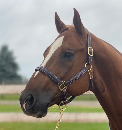 GER-RYAN - Sage Family Fancy Stitched Bromont Halter w/ Brown Padding