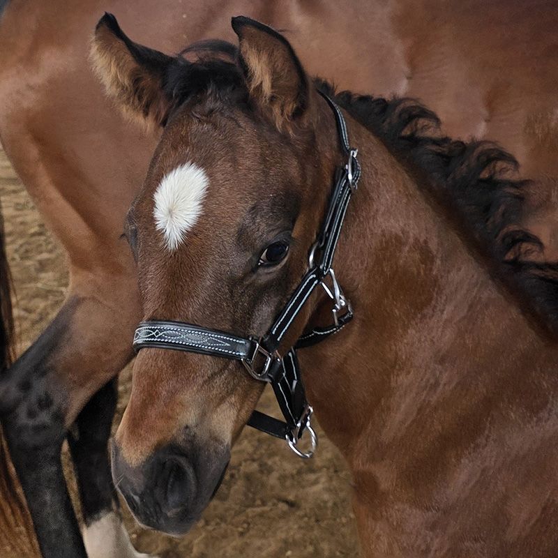 GER-RYAN - Fancy Stitched Black Leather Halter for Mini