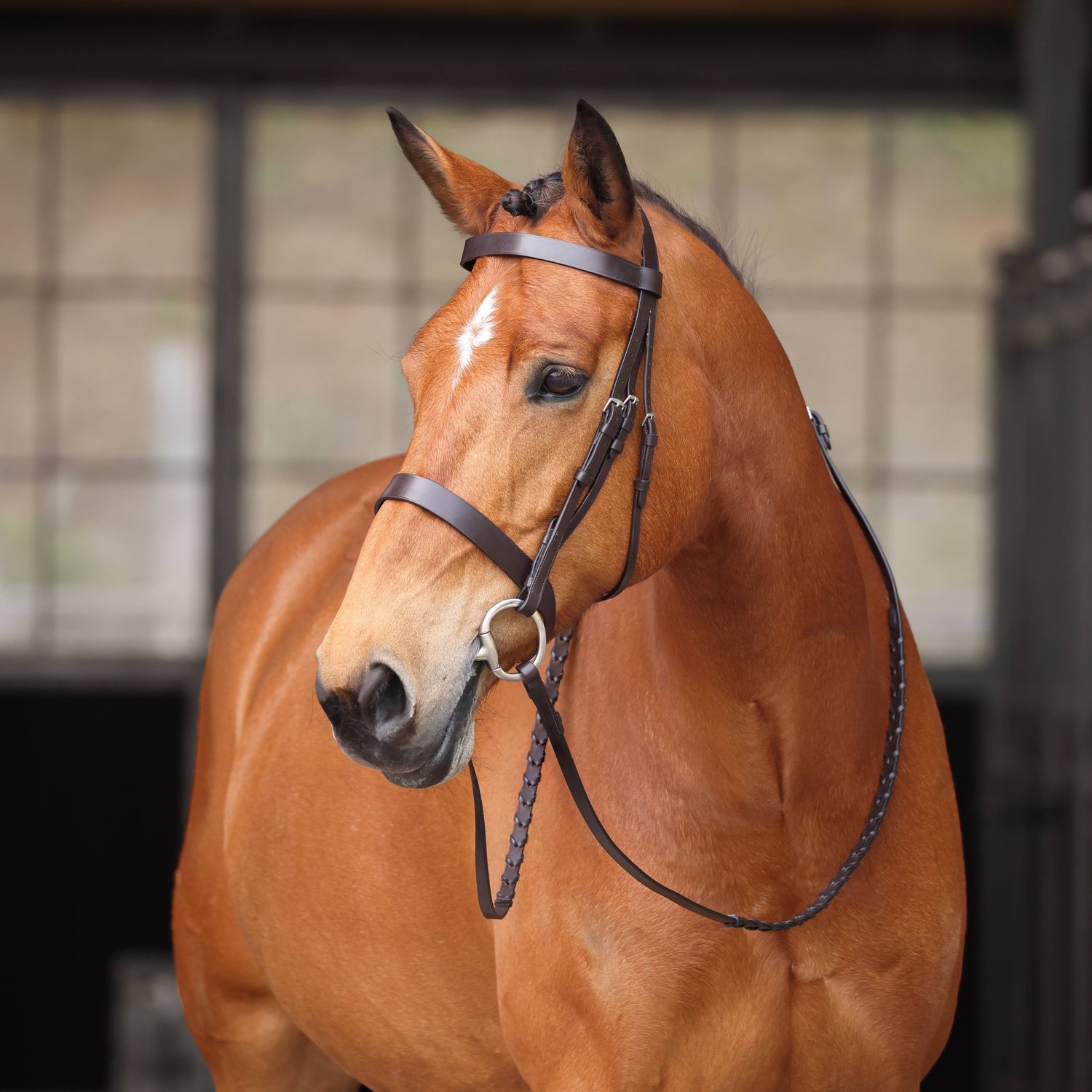 SHIRES - MiddleBurg Brilde Havana