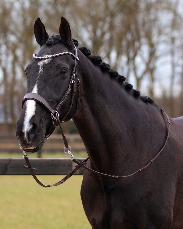 QHP - Bridle Sunna Bitless Brown