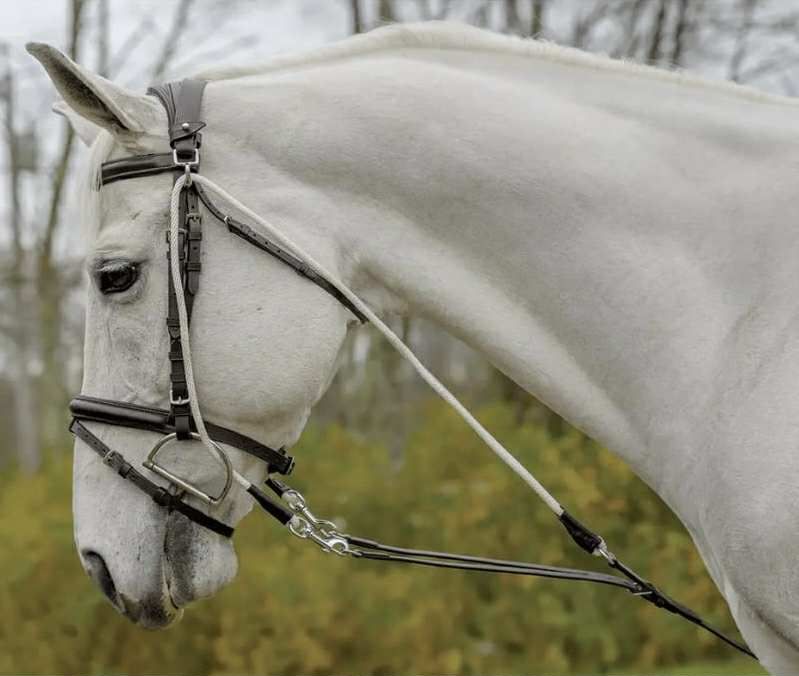 SHIRES EQUESTRIAN - DeGogue Training Systeme Havana