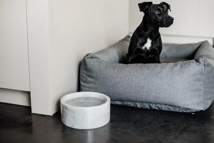 KENTUCKY DOGWEAR - Feeding White Marble Bowl, Size: Small (17cm)