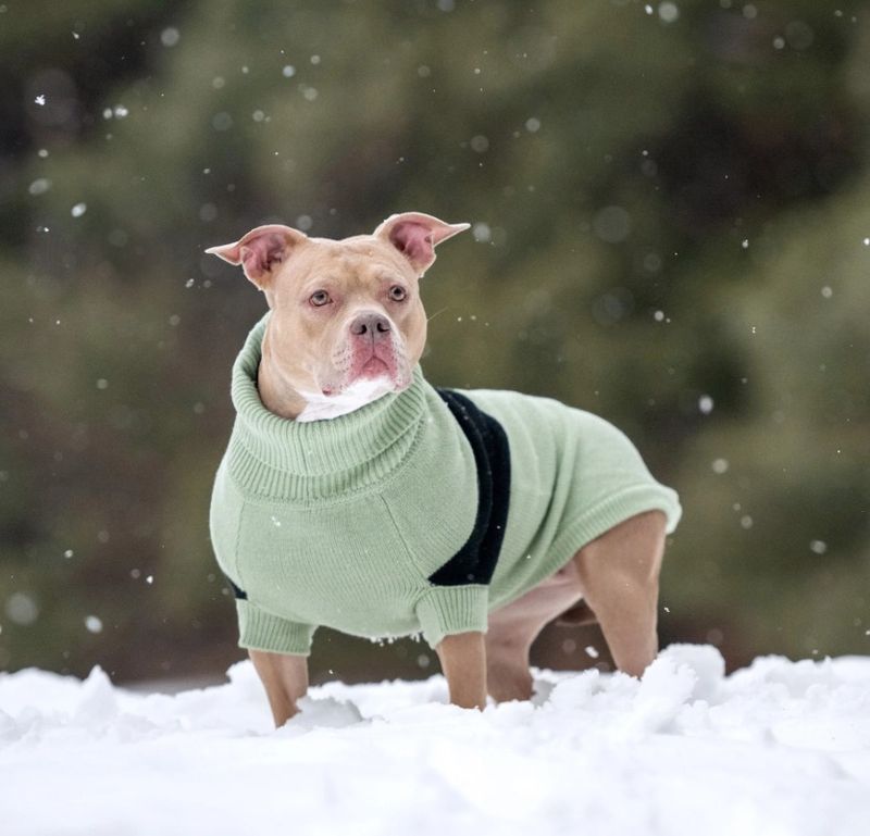 GF PET - Catalyst Dog Sweater