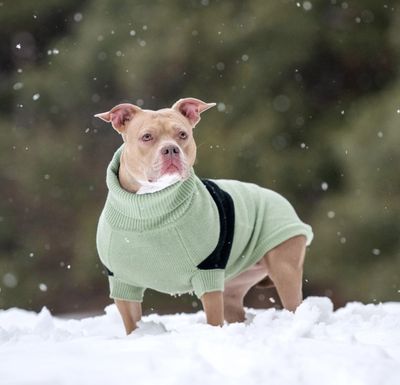 GF PET - Catalyst Dog Sweater