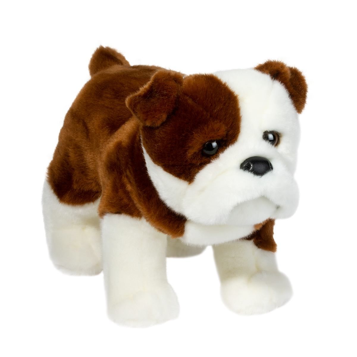 DOUGLAS - Hardy the English Bulldog, Colour: Russet Brown &amp; White