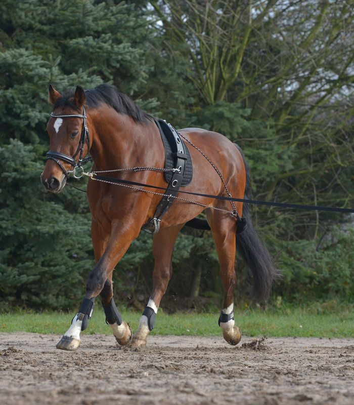 WALDHAUSEN - Lunging System Black