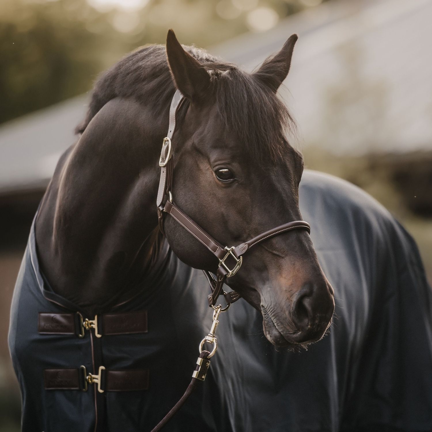KENTUCKY HORSEWEAR - Anatomic Brown Leather Halter, Size: Cob
