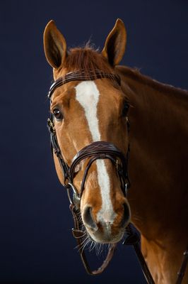DY&#39;ON - Anatomic Flash Noseband Bridle